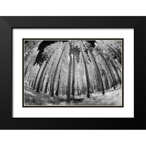 Infrared image of view up through trees-Yosemite National Park-California Black Modern Wood Framed Art Print with Double Matting by Jones, Adam