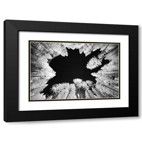 Infrared image of view up through trees-Yosemite National Park-California Black Modern Wood Framed Art Print with Double Matting by Jones, Adam