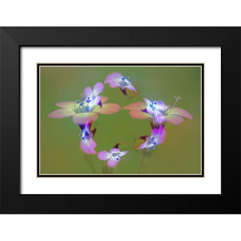 Abstract of Davy Gilia flowers-Antelope Valley California Poppy Preserve-Lancaster-California Black Modern Wood Framed Art Print with Double Matting by Jones, Adam