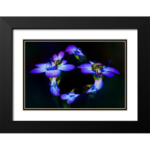 Abstract of Davy Gilia flowers-Antelope Valley California Poppy Preserve-Lancaster-California Black Modern Wood Framed Art Print with Double Matting by Jones, Adam
