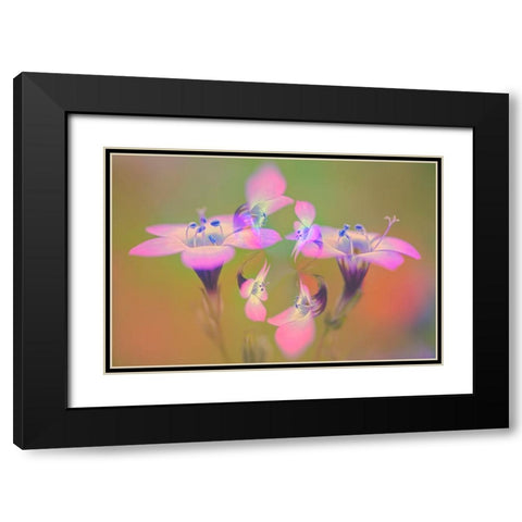 Abstract of Davy Gilia flowers-Antelope Valley California Poppy Preserve-Lancaster-California Black Modern Wood Framed Art Print with Double Matting by Jones, Adam
