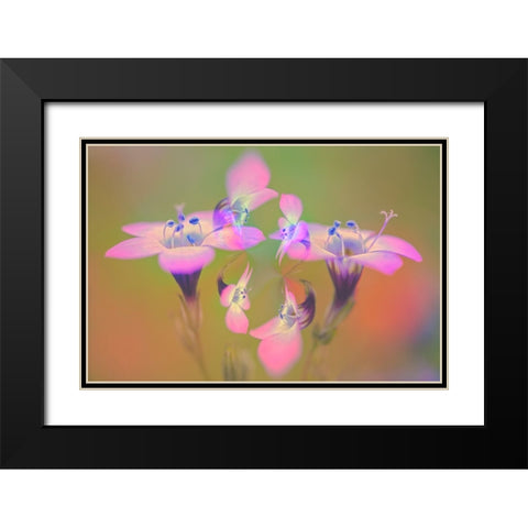 Abstract of Davy Gilia flowers-Antelope Valley California Poppy Preserve-Lancaster-California Black Modern Wood Framed Art Print with Double Matting by Jones, Adam
