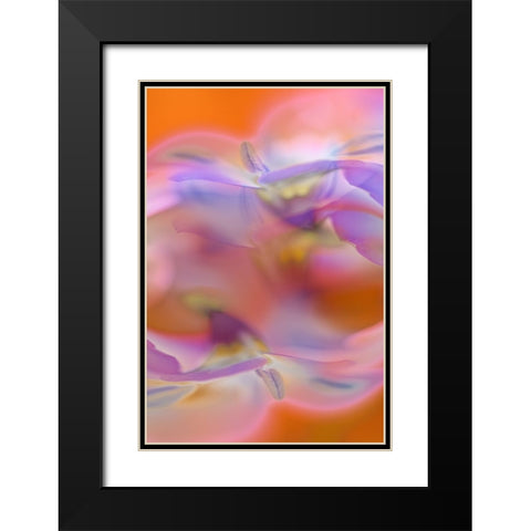 Abstract of Davy Gilia flowers-Antelope Valley California Poppy Preserve-Lancaster-California Black Modern Wood Framed Art Print with Double Matting by Jones, Adam