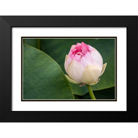 California-Santa Barbara Lotusland garden-Summer Solstice Twilight Reception-lotus flower Black Modern Wood Framed Art Print with Double Matting by Jones, Alison