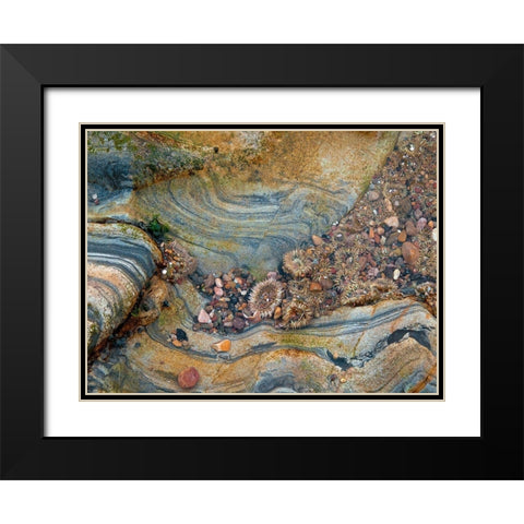 Tidal Pool-Point Lobos-California Black Modern Wood Framed Art Print with Double Matting by Miller, Anna