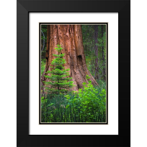 Mariposa Grove-Yosemite-Sierra Mountains-California-USA Black Modern Wood Framed Art Print with Double Matting by Miller, Anna