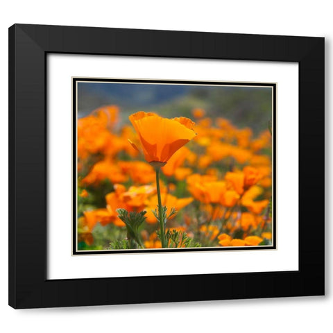 California Poppies-Big Sur-California-USA Black Modern Wood Framed Art Print with Double Matting by Miller, Anna