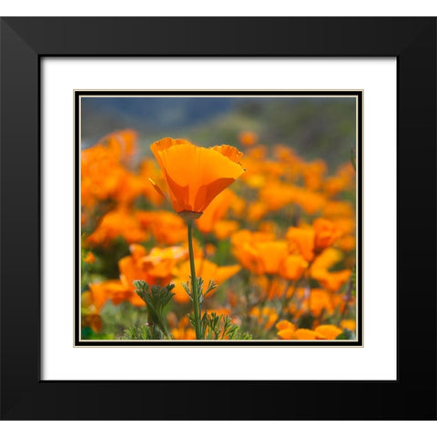California Poppies-Big Sur-California-USA Black Modern Wood Framed Art Print with Double Matting by Miller, Anna