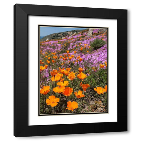 California Poppies-Big Sur-California-USA Black Modern Wood Framed Art Print with Double Matting by Miller, Anna