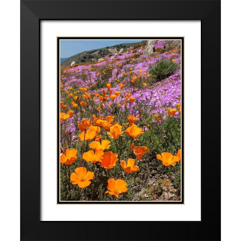 California Poppies-Big Sur-California-USA Black Modern Wood Framed Art Print with Double Matting by Miller, Anna