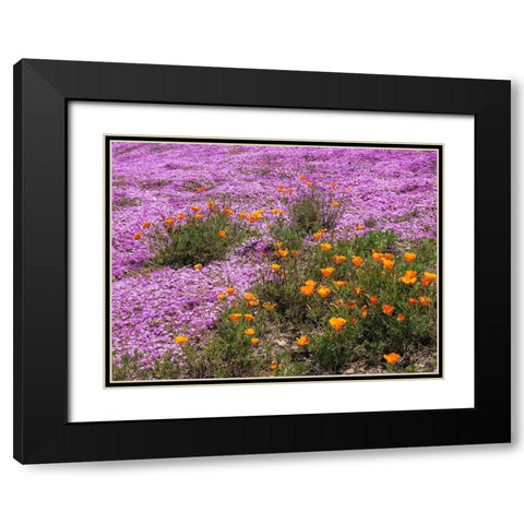 California Poppies-Big Sur-California-USA Black Modern Wood Framed Art Print with Double Matting by Miller, Anna