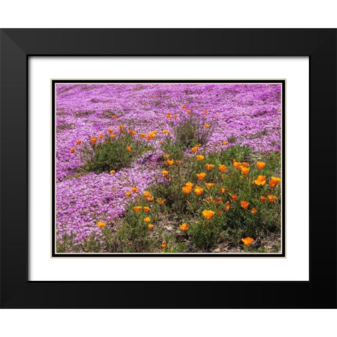 California Poppies-Big Sur-California-USA Black Modern Wood Framed Art Print with Double Matting by Miller, Anna