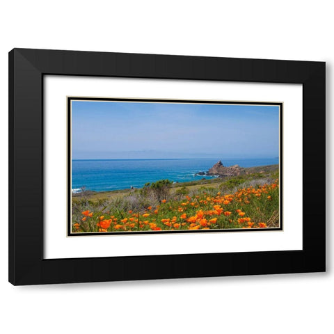 California Poppies-Big Sur-California-USA Black Modern Wood Framed Art Print with Double Matting by Miller, Anna