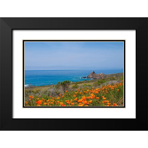 California Poppies-Big Sur-California-USA Black Modern Wood Framed Art Print with Double Matting by Miller, Anna