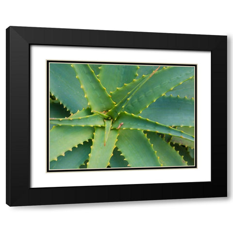 Aloe Plant-Big Sur-California-USA Black Modern Wood Framed Art Print with Double Matting by Miller, Anna