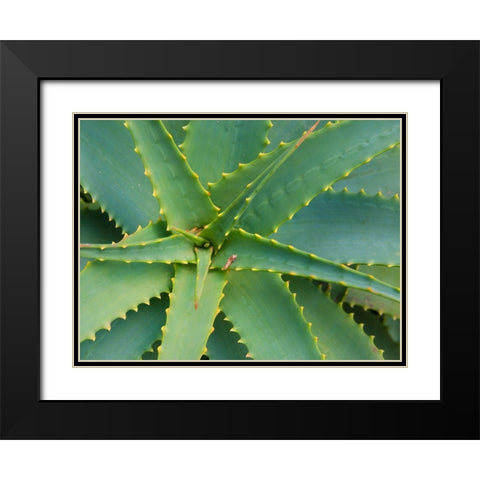 Aloe Plant-Big Sur-California-USA Black Modern Wood Framed Art Print with Double Matting by Miller, Anna