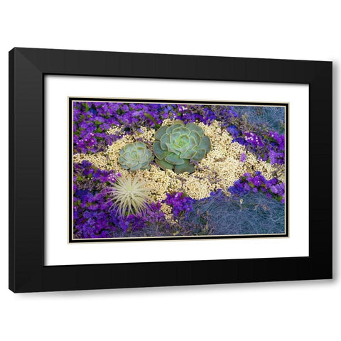 Succulents-Big Sur-California-USA Black Modern Wood Framed Art Print with Double Matting by Miller, Anna