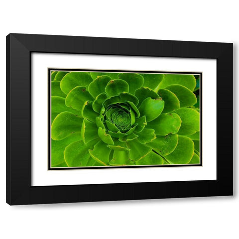 Succulent-Big Sur-California-USA Black Modern Wood Framed Art Print with Double Matting by Miller, Anna