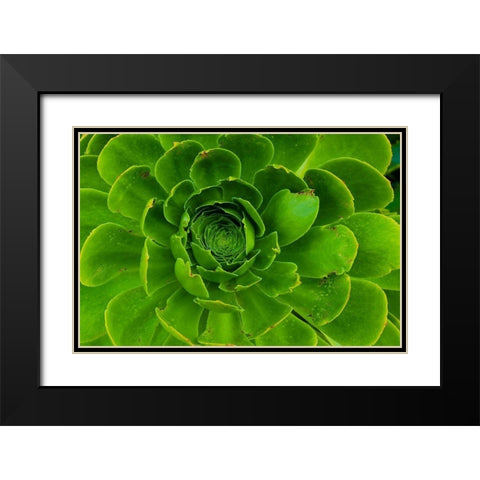 Succulent-Big Sur-California-USA Black Modern Wood Framed Art Print with Double Matting by Miller, Anna