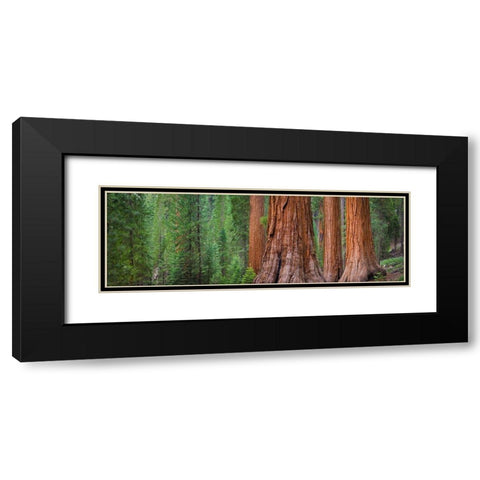 Mariposa Grove-Yosemite-Sierra Mountains-California-USA Black Modern Wood Framed Art Print with Double Matting by Miller, Anna