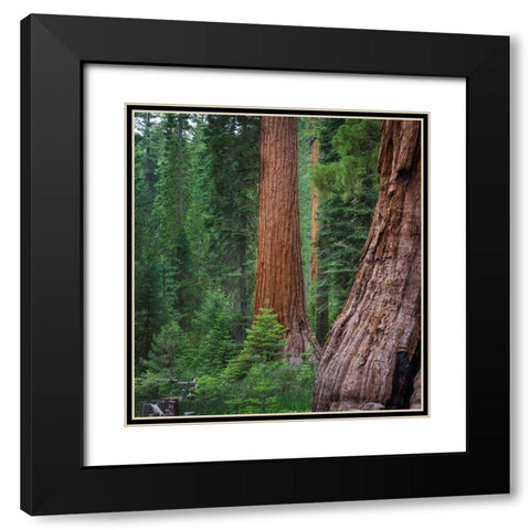 Mariposa Grove-Yosemite-Sierra Mountains-California-USA Black Modern Wood Framed Art Print with Double Matting by Miller, Anna