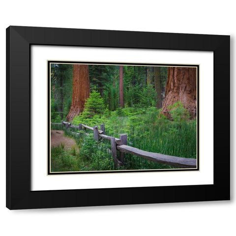 Mariposa Grove-Yosemite-Sierra Mountains-California-USA Black Modern Wood Framed Art Print with Double Matting by Miller, Anna