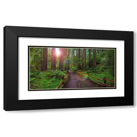 Muir Woods National Monument-Marin County-California-USA Black Modern Wood Framed Art Print with Double Matting by Miller, Anna