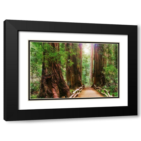 Muir Woods National Monument-Marin County-California-USA Black Modern Wood Framed Art Print with Double Matting by Miller, Anna