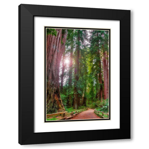 Muir Woods National Monument-Marin County-California-USA Black Modern Wood Framed Art Print with Double Matting by Miller, Anna