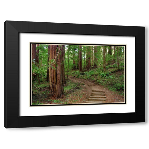 Muir Woods National Monument-Marin County-California-USA Black Modern Wood Framed Art Print with Double Matting by Miller, Anna