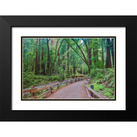 Muir Woods National Monument-Marin County-California-USA Black Modern Wood Framed Art Print with Double Matting by Miller, Anna