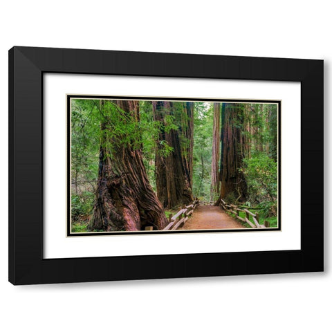 Muir Woods National Monument-Marin County-California-USA Black Modern Wood Framed Art Print with Double Matting by Miller, Anna