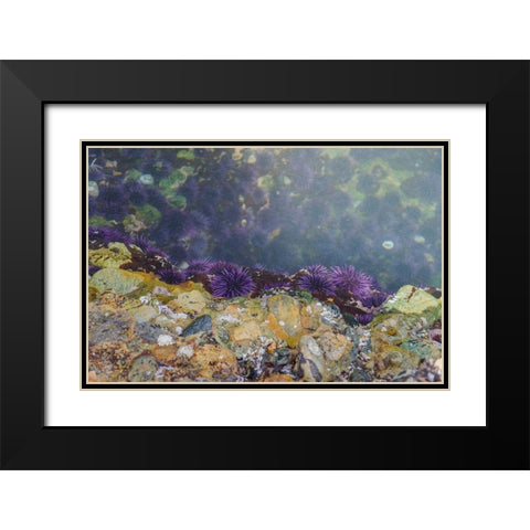 Purple Sea Urchins-Point Lobos State Natural Reserve-California-USA Black Modern Wood Framed Art Print with Double Matting by Miller, Anna