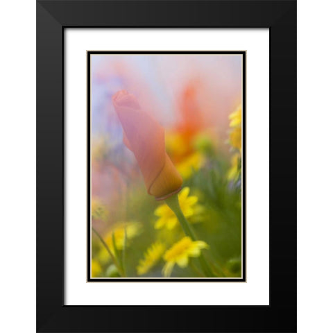 CA, Antelope Valley, Abstract of poppies Black Modern Wood Framed Art Print with Double Matting by Anon, Ellen