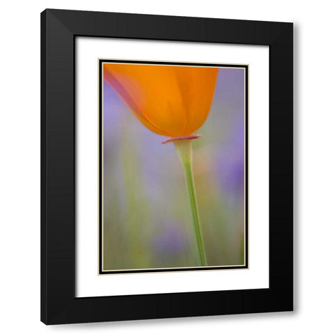 California, Antelope Valley, Poppy flower Black Modern Wood Framed Art Print with Double Matting by Anon, Ellen