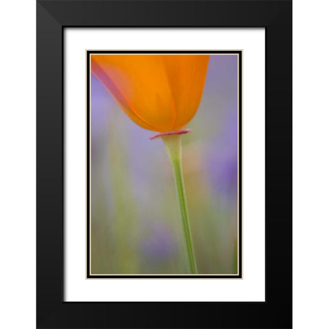 California, Antelope Valley, Poppy flower Black Modern Wood Framed Art Print with Double Matting by Anon, Ellen