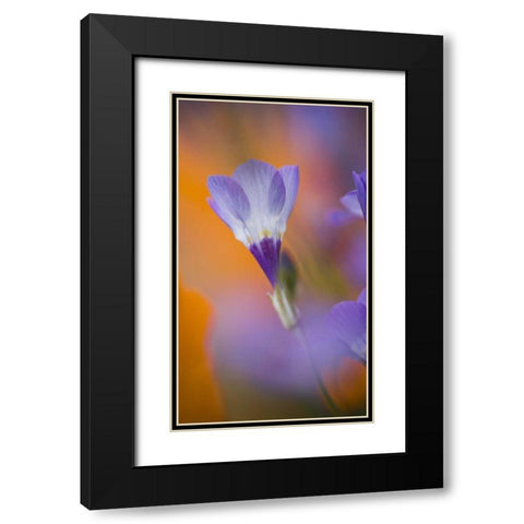 California, Antelope Valley, Gilia flower Black Modern Wood Framed Art Print with Double Matting by Anon, Ellen