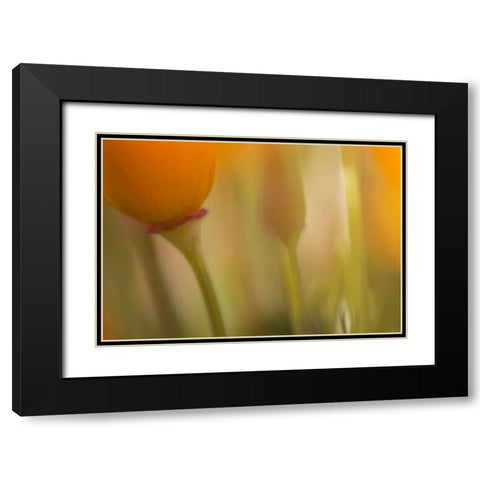California, Antelope Valley, Abstract of poppies Black Modern Wood Framed Art Print with Double Matting by Anon, Ellen