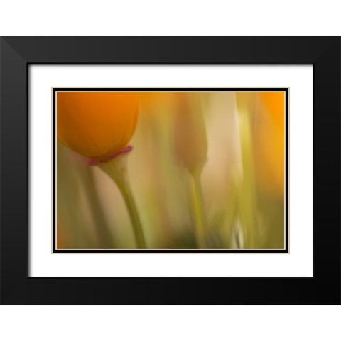 California, Antelope Valley, Abstract of poppies Black Modern Wood Framed Art Print with Double Matting by Anon, Ellen