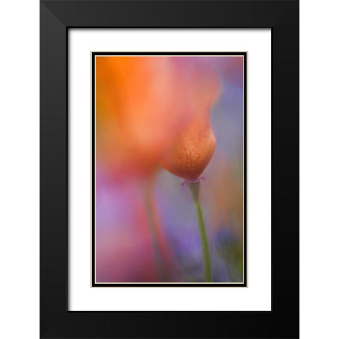 CA, Antelope Valley, Abstract of wild poppies Black Modern Wood Framed Art Print with Double Matting by Anon, Ellen