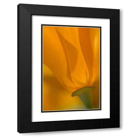 California, Antelope Valley, Backlit poppy Black Modern Wood Framed Art Print with Double Matting by Anon, Ellen