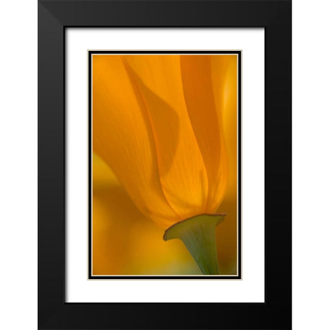 California, Antelope Valley, Backlit poppy Black Modern Wood Framed Art Print with Double Matting by Anon, Ellen