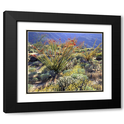 CA, Anza-Borrego Ocotillo cactus and brittlebush Black Modern Wood Framed Art Print with Double Matting by Talbot Frank, Christopher