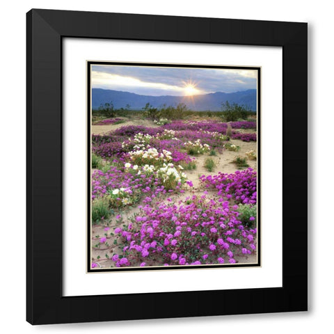 CA, Anza-Borrego Desert wildflowers at sunset Black Modern Wood Framed Art Print with Double Matting by Talbot Frank, Christopher