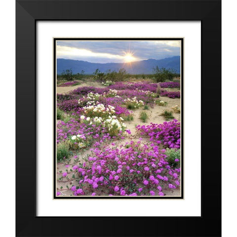 CA, Anza-Borrego Desert wildflowers at sunset Black Modern Wood Framed Art Print with Double Matting by Talbot Frank, Christopher