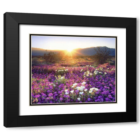 CA, Anza-Borrego Desert wildflowers at sunset Black Modern Wood Framed Art Print with Double Matting by Talbot Frank, Christopher