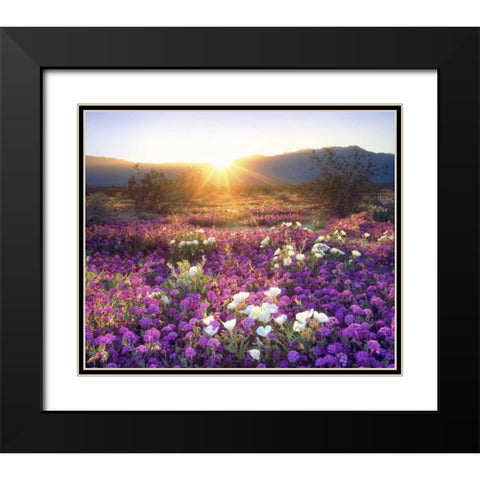 CA, Anza-Borrego Desert wildflowers at sunset Black Modern Wood Framed Art Print with Double Matting by Talbot Frank, Christopher