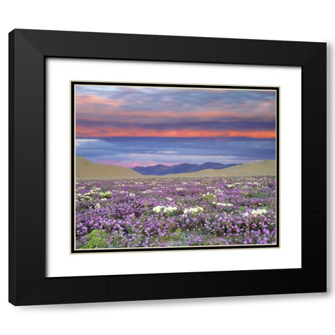 CA, Anza-Borrego Desert wildflowers at sunset Black Modern Wood Framed Art Print with Double Matting by Talbot Frank, Christopher