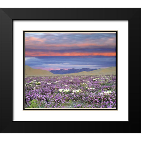CA, Anza-Borrego Desert wildflowers at sunset Black Modern Wood Framed Art Print with Double Matting by Talbot Frank, Christopher
