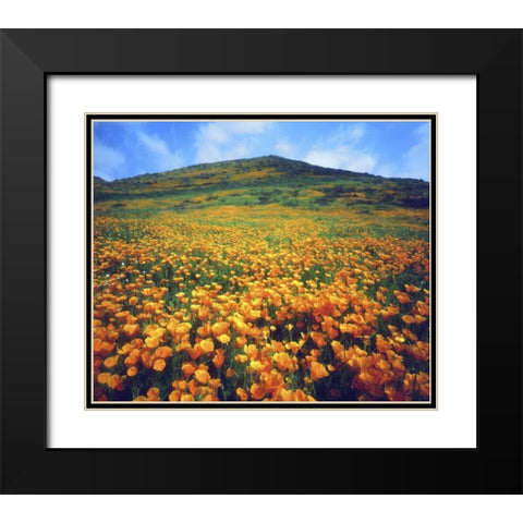 CA, Lake Elsinore California poppies on a hill Black Modern Wood Framed Art Print with Double Matting by Talbot Frank, Christopher
